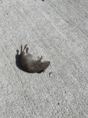 Microtus ochrogaster