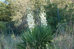 Yucca gloriosa