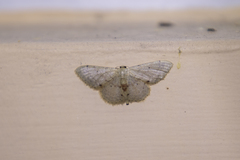 Idaea ptyonopoda
