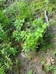 Sanguisorba canadensis