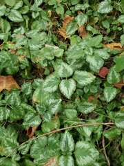 Lamium galeobdolon argentatum