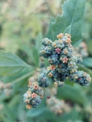 Chenopodium ficifolium