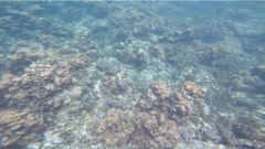 Scarus rubroviolaceus