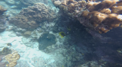Chaetodon lunula