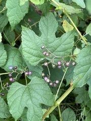 Ampelopsis
