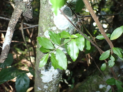 Diospyros simii