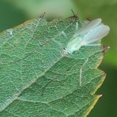 Chironomidae