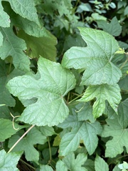Ampelopsis