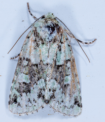 Lacinipolia implicata