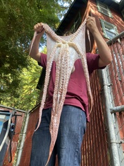 Octopus bimaculoides