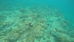 Chlorurus strongylocephalus