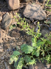 Rorippa sessiliflora