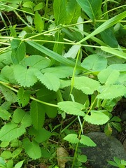 Sanguisorba canadensis