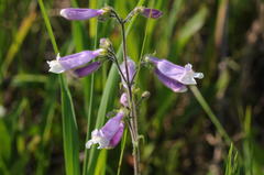 Penstemon hirsutus