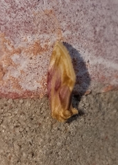Chamaeclea basiochrea