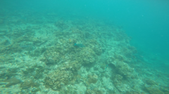 Chlorurus strongylocephalus