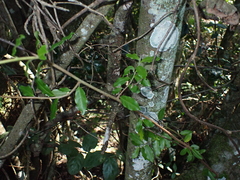 Diospyros simii