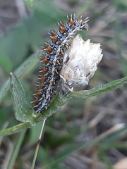 Melitaea phoebe