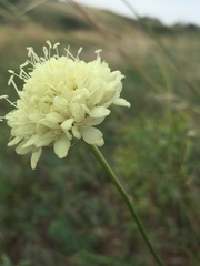 Cephalaria uralensis
