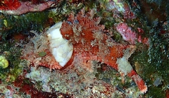 Scorpaena notata