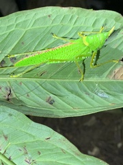 Copiphora rhinoceros