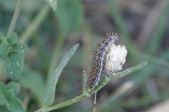 Melitaea phoebe
