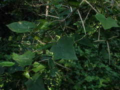 Senecio quinquelobus