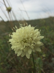 Cephalaria uralensis