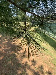 Pinus