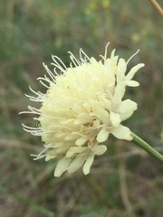 Cephalaria uralensis