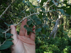 Dovyalis rhamnoides