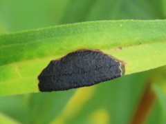 Asteromyia euthamiae