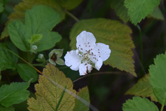 Rubus rosifolius