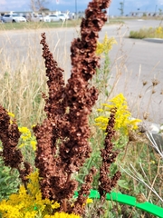 Rumex crispus