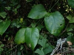 Vincetoxicum cordatum