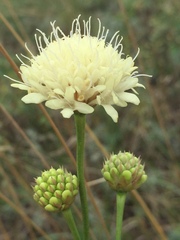 Cephalaria uralensis
