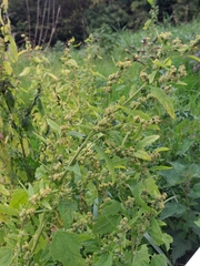 Chenopodium ficifolium