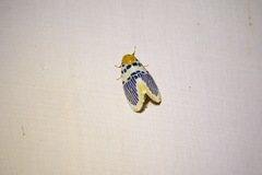 Stigmatophora palmata