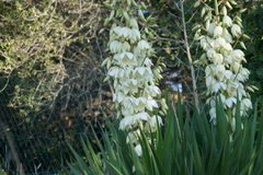 Yucca gloriosa