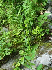 Sanguisorba canadensis