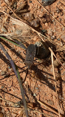 Anasa tristis