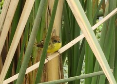 Pseudocolopteryx flaviventris