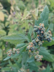 Chenopodium ficifolium