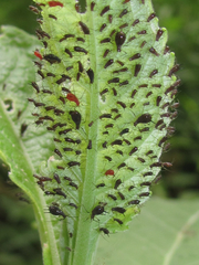 Uroleucon verbesinae