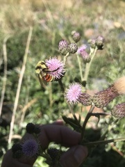 Bombus huntii