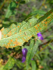 Coleosporium campanulae