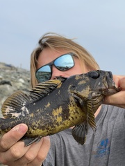 Sebastes chrysomelas