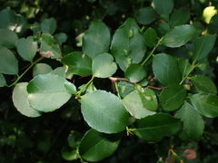 Gymnosporia nemorosa