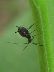 Uroleucon verbesinae