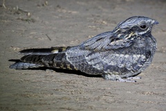Caprimulgus europaeus